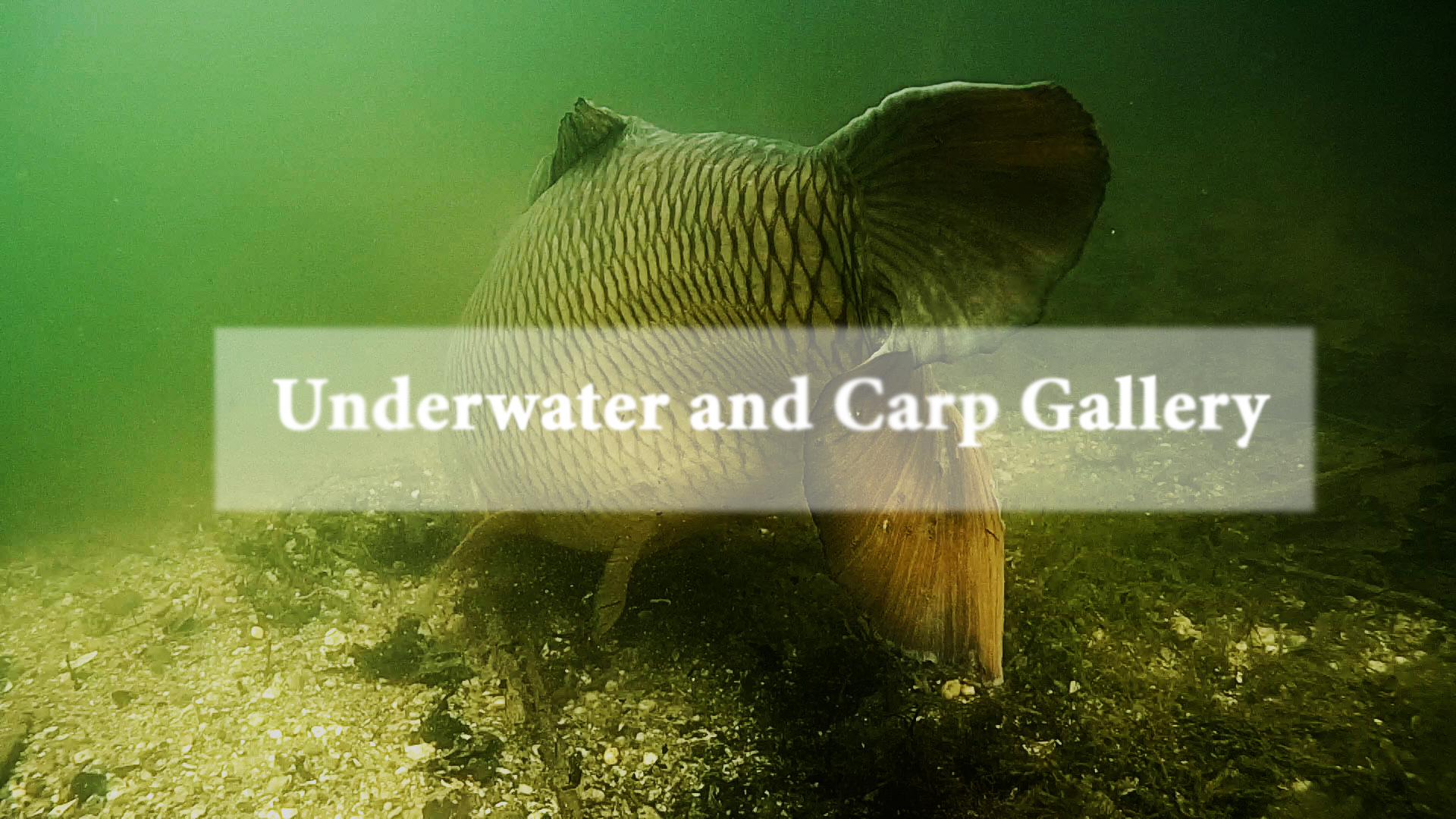 Underwater Gallery